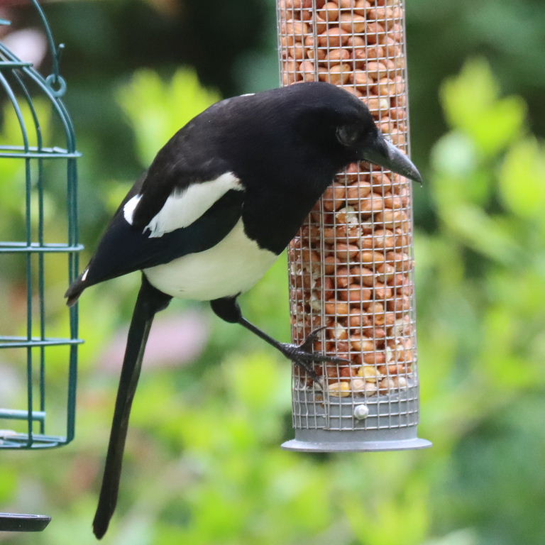 Magpie Eurasian on peanuts