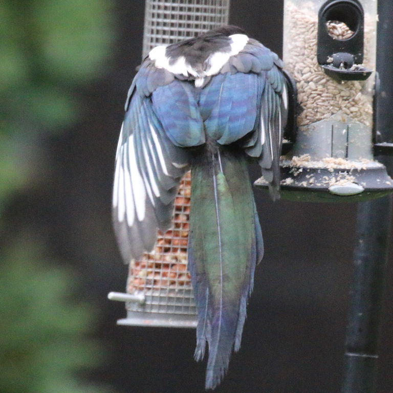 Magpie green tail