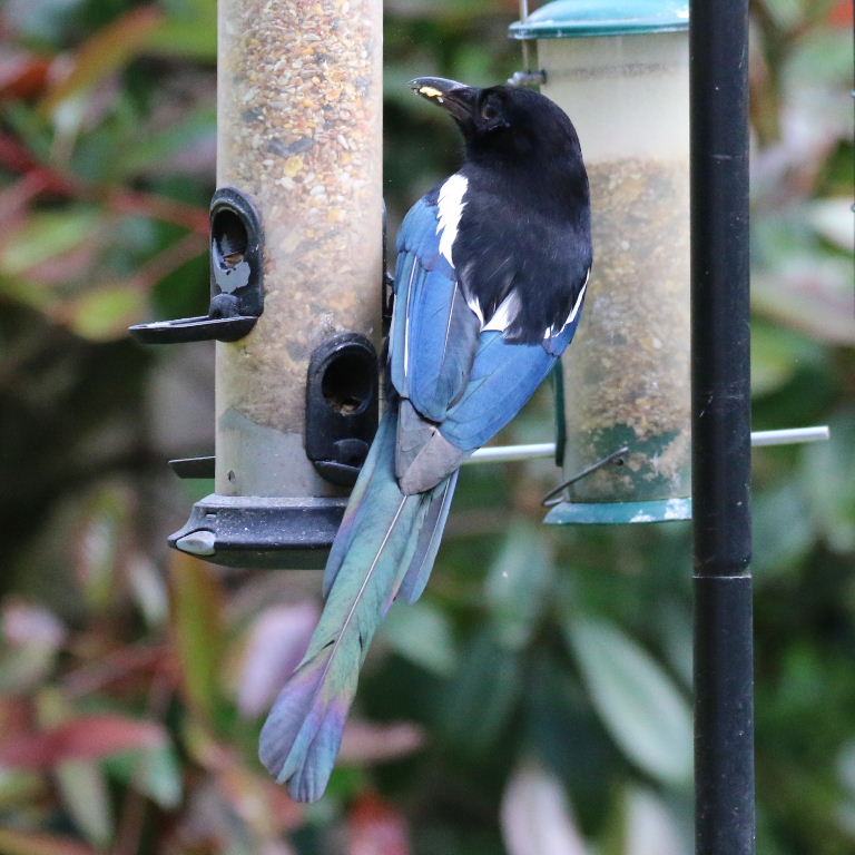 Magpie on feeder