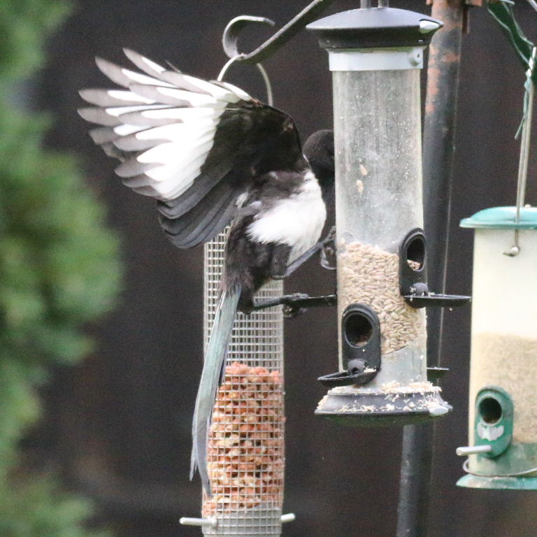 Magpie underwing
