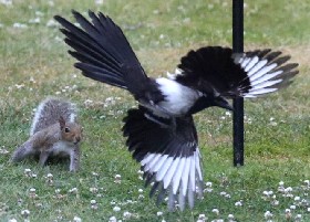 Magpie and squirrel