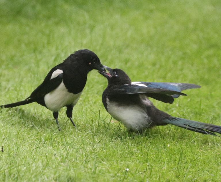 Magpie parent feeding young