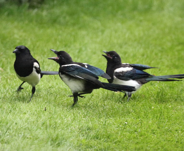 Young magpies harassing parent