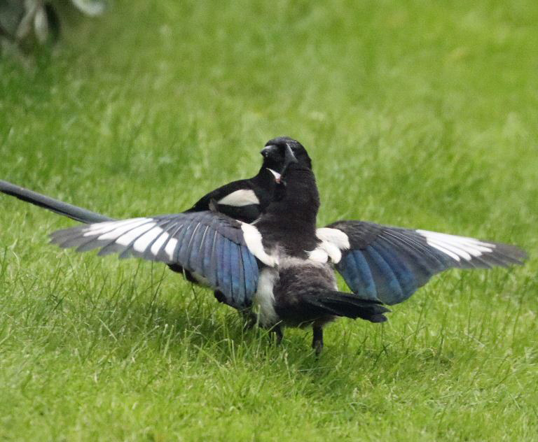 Parent with young magpie