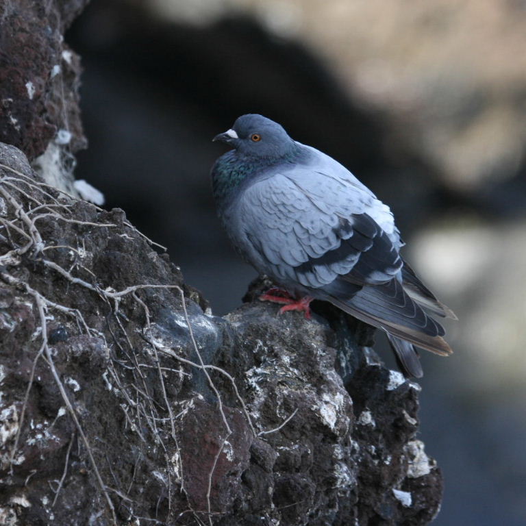 Rock Dove