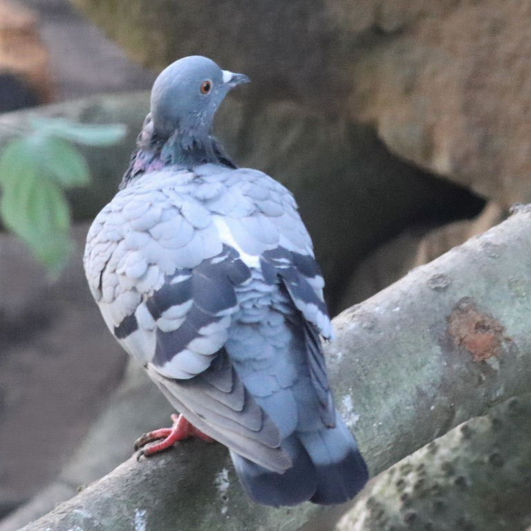 Rock Dove