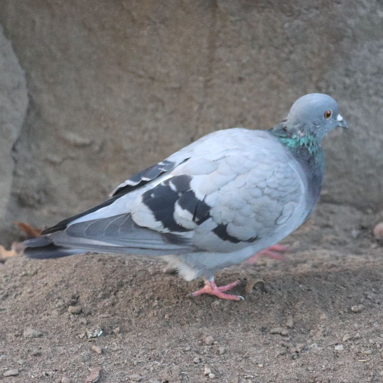 Rock Dove