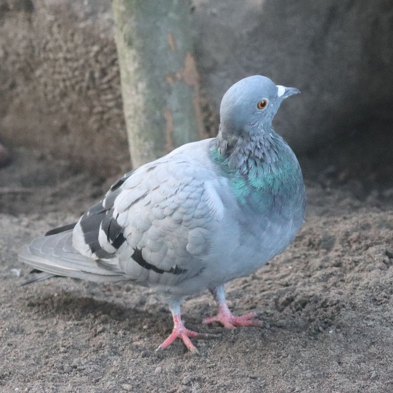 Rock Dove