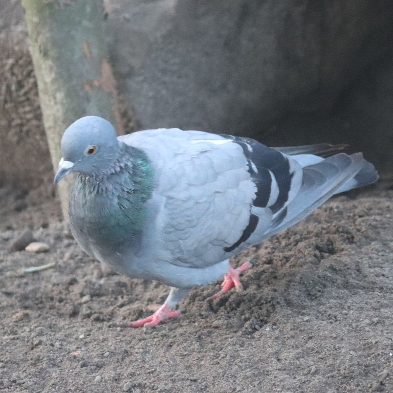 Rock Dove