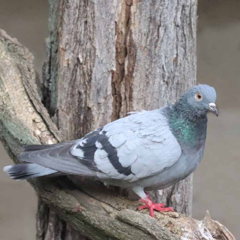 Rock Dove