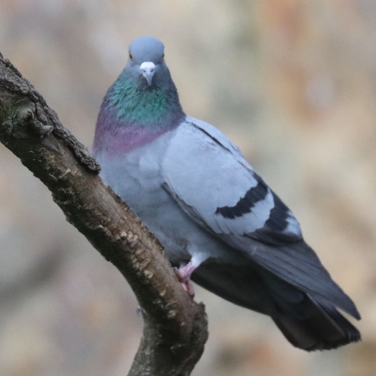 Rock Dove