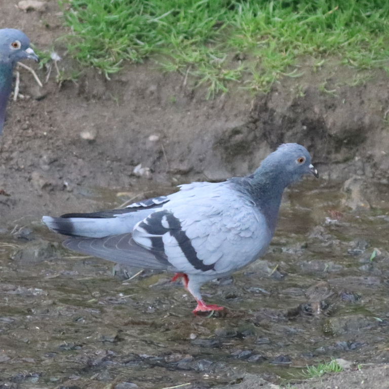 Rock Dove