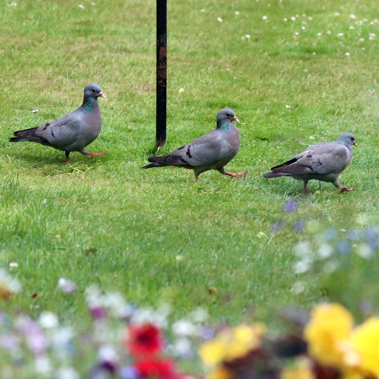 3 Stock Doves marching