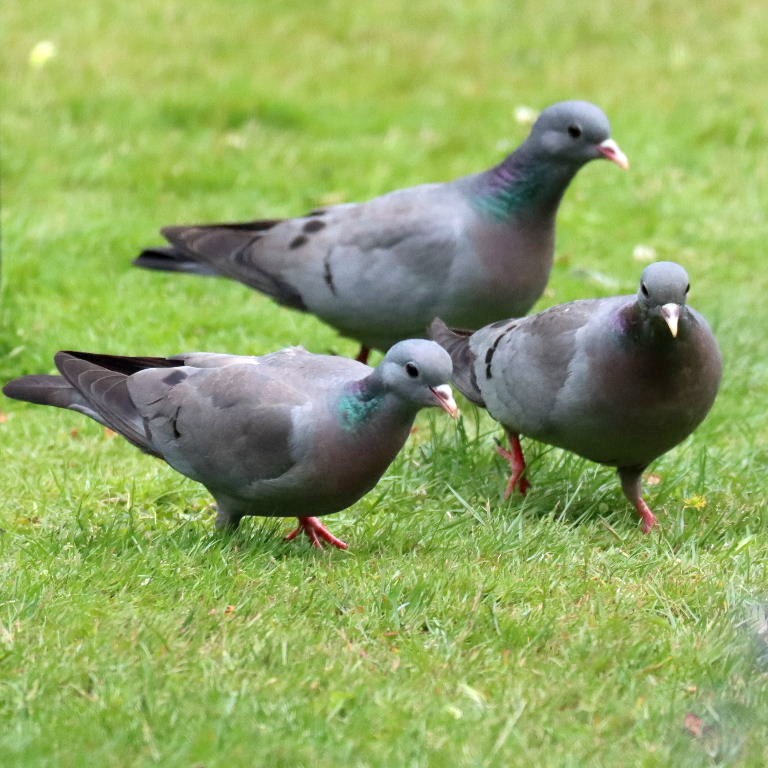Three Stock Doves