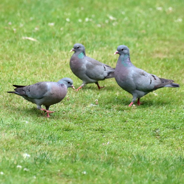 3 Stock Doves