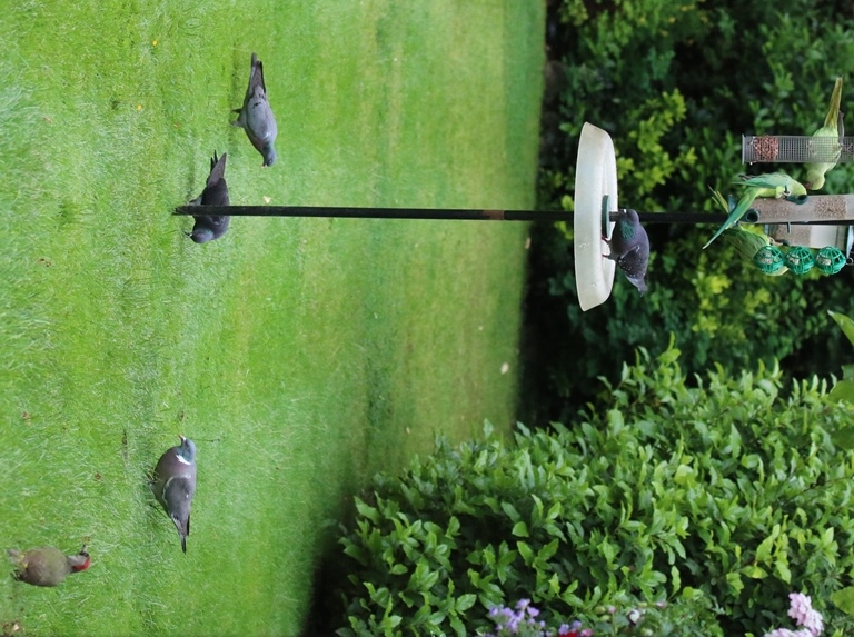 Stock Dove, Pigeons and Parakeets