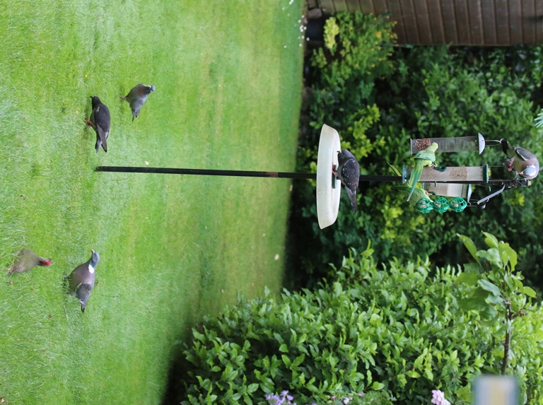 Stock Dove, Pigeons and Parakeets