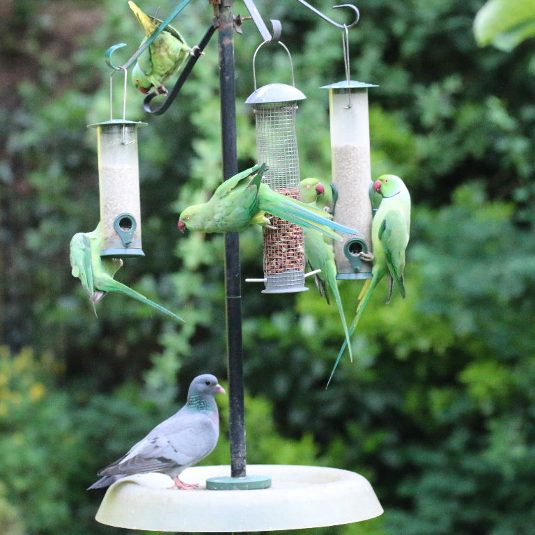 Stock Dove and Parakeets