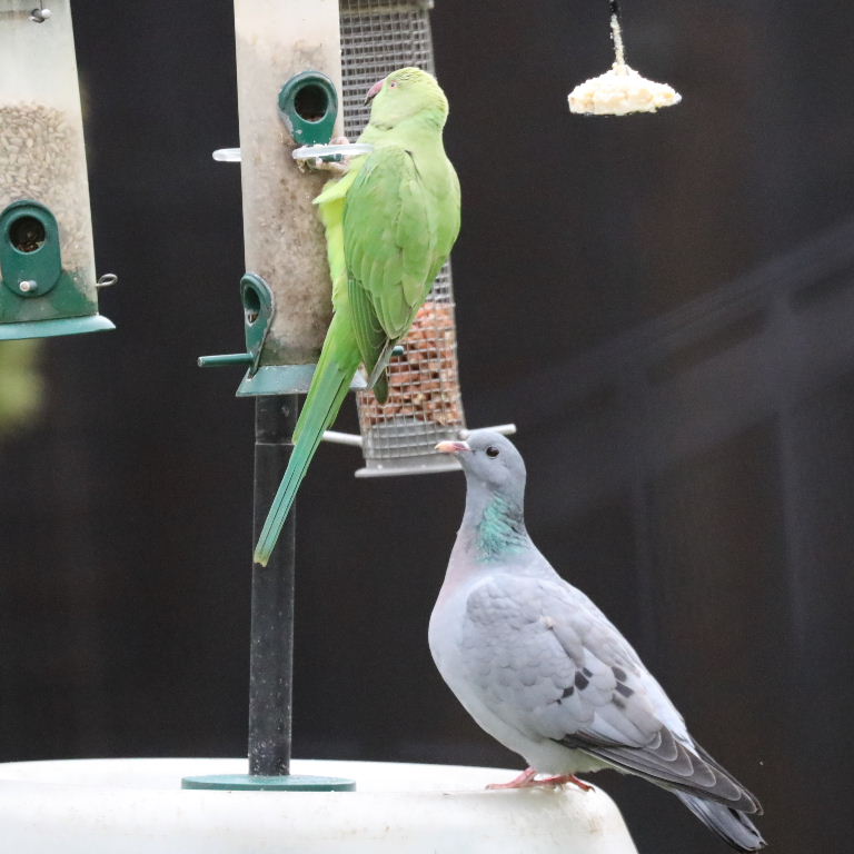 Stock Dove and Parakeets