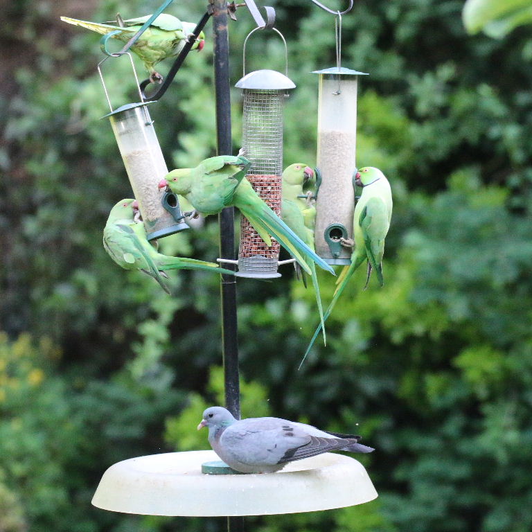 Stock Dove and Parakeets