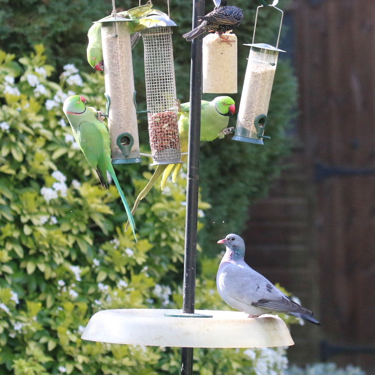 Stock Dove and Parakeets