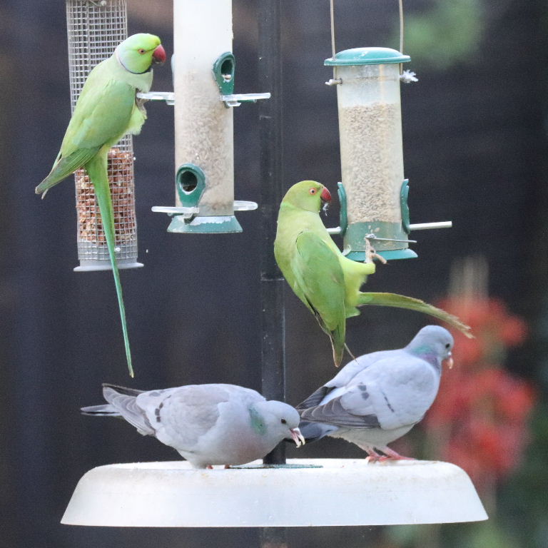 Stock Dove and Parakeets