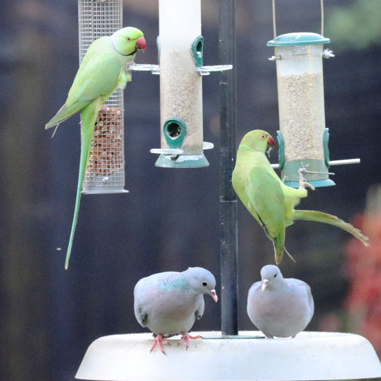 Stock Dove and Parakeets