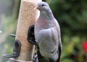 Stock Dove on feeder