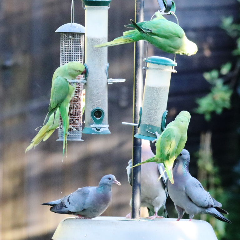 Stock Dove and Parakeets