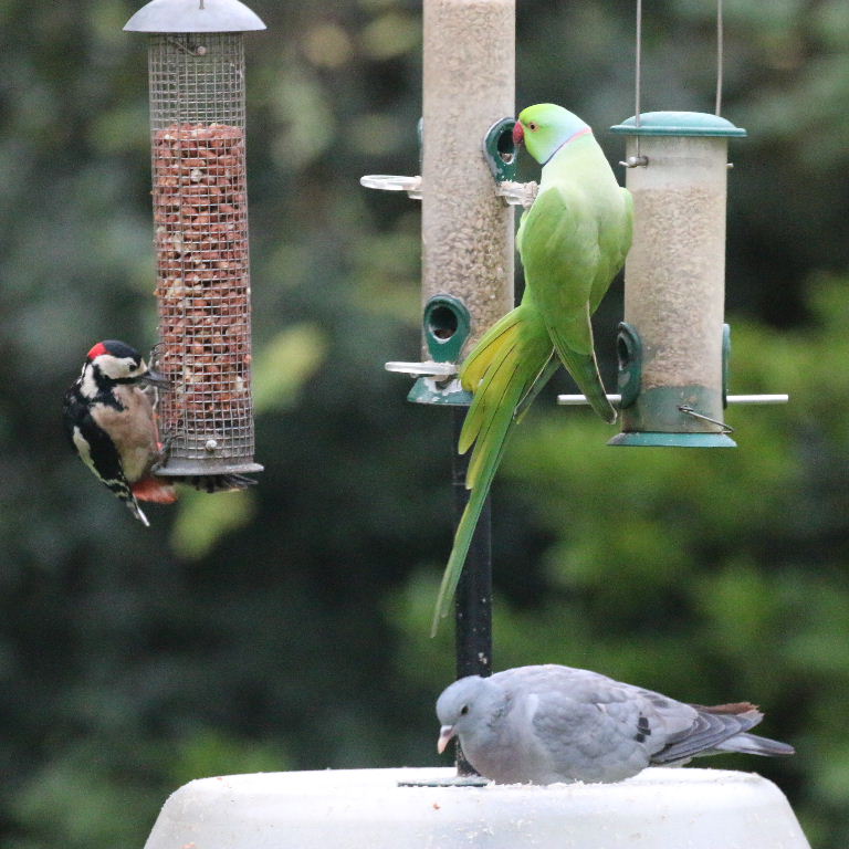 Stock Dove and Parakeets