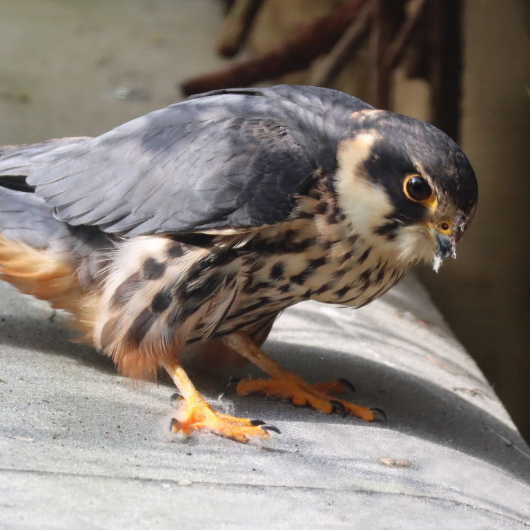 Eurasian Hobby