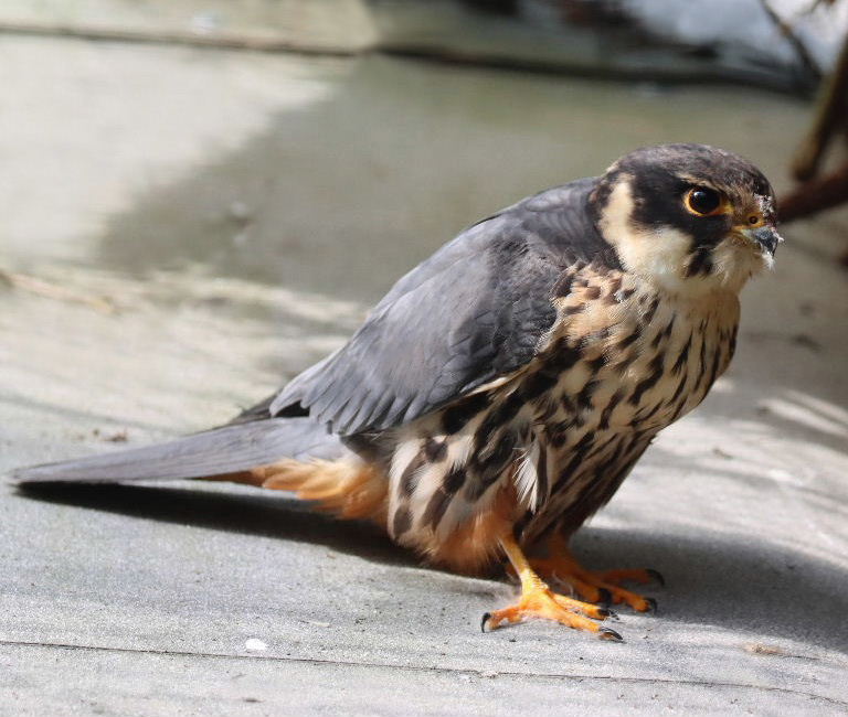 Eurasian Hobby