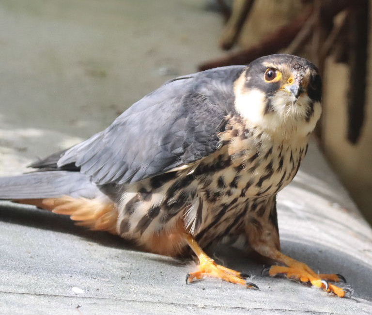 Eurasian Hobby