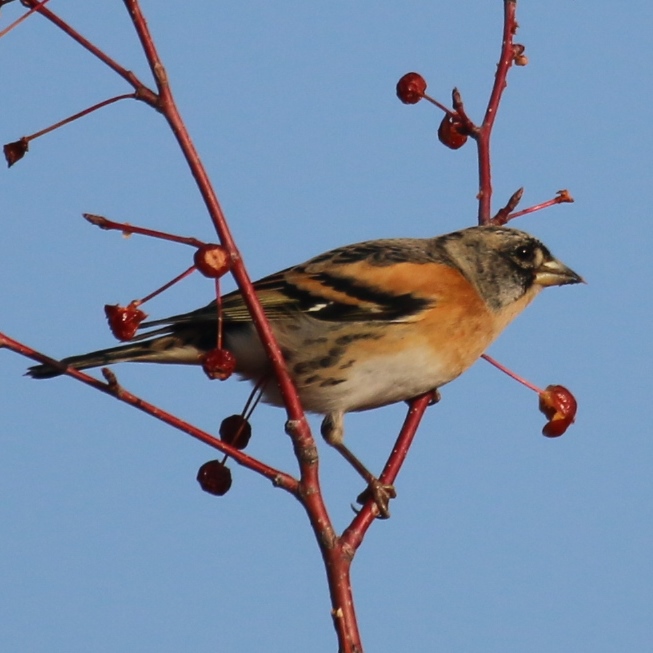 Brambling