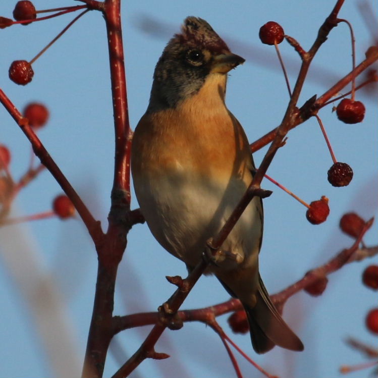 Brambling male