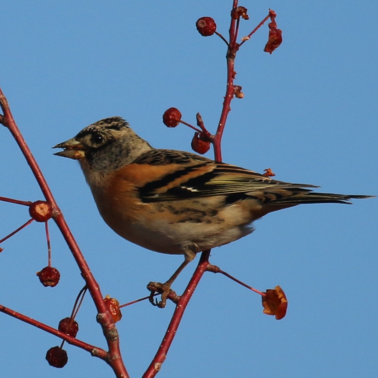Brambling male