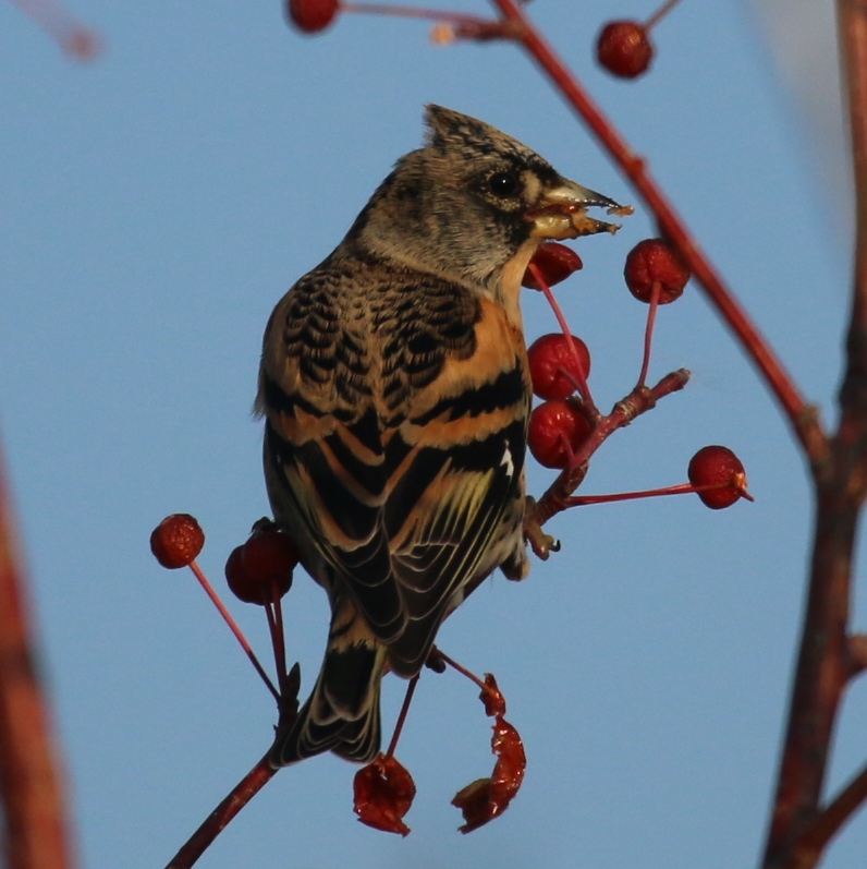 Brambling