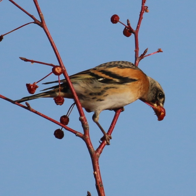 Brambling eating berry