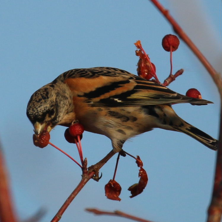 Brambling eating berry