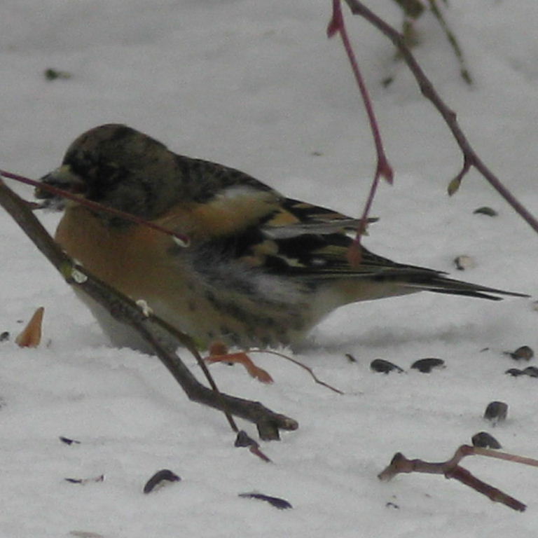 Brambling