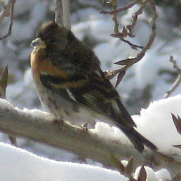 Brambling