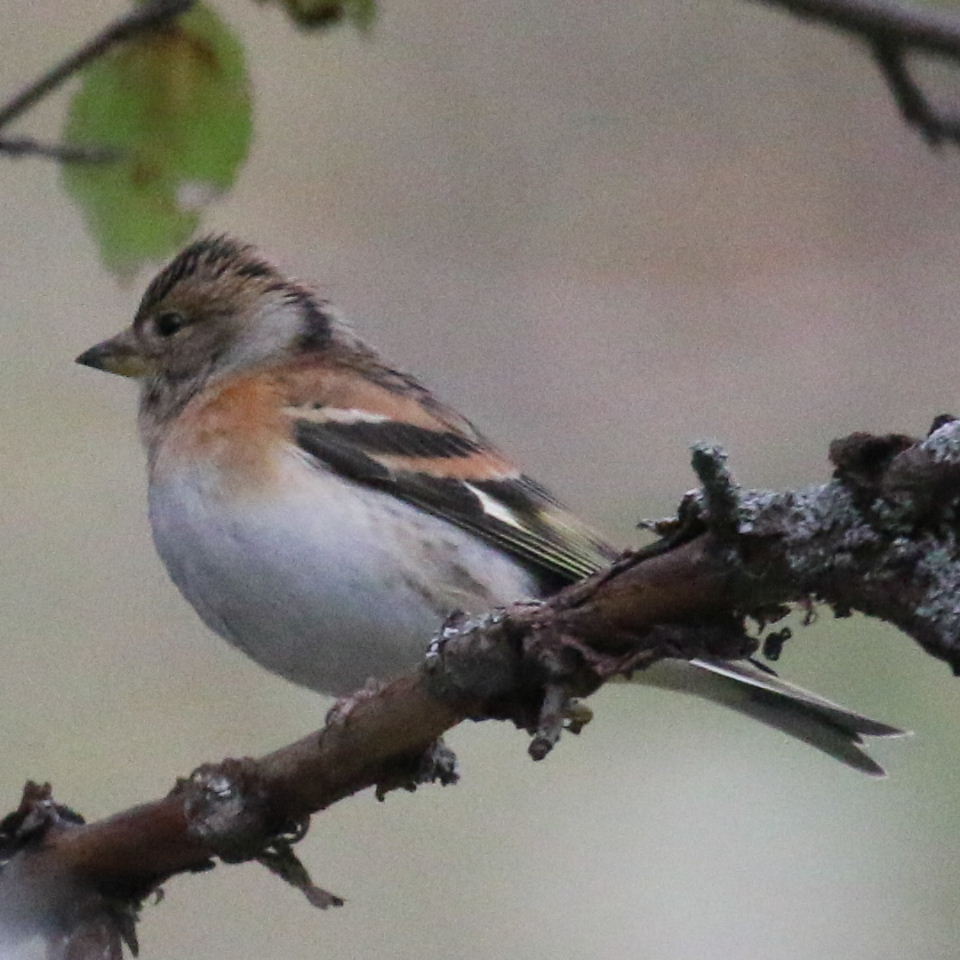 Brambling