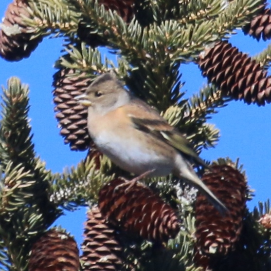 Brambling