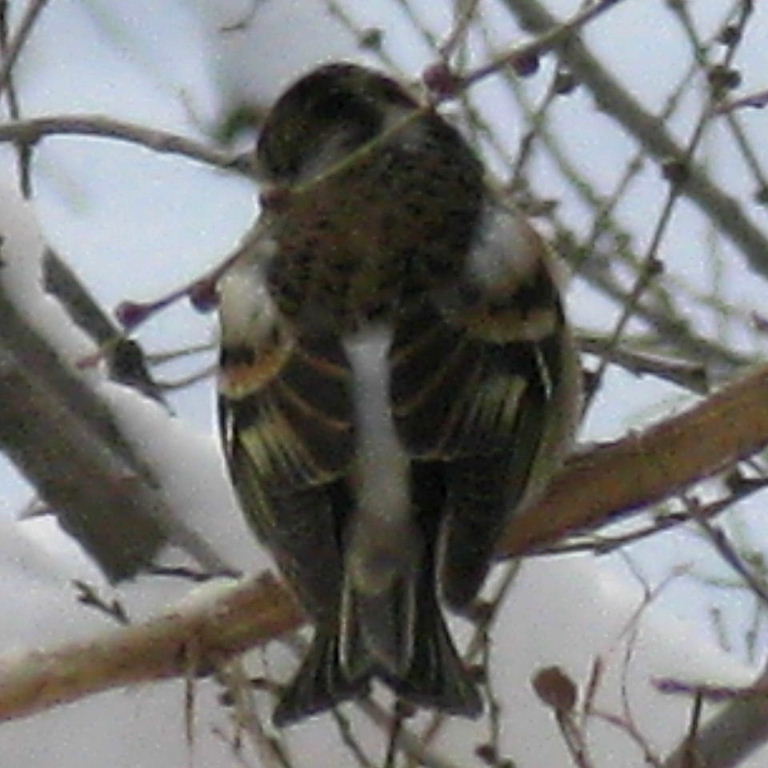 Brambling
