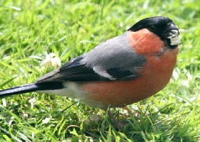 Bullfinch