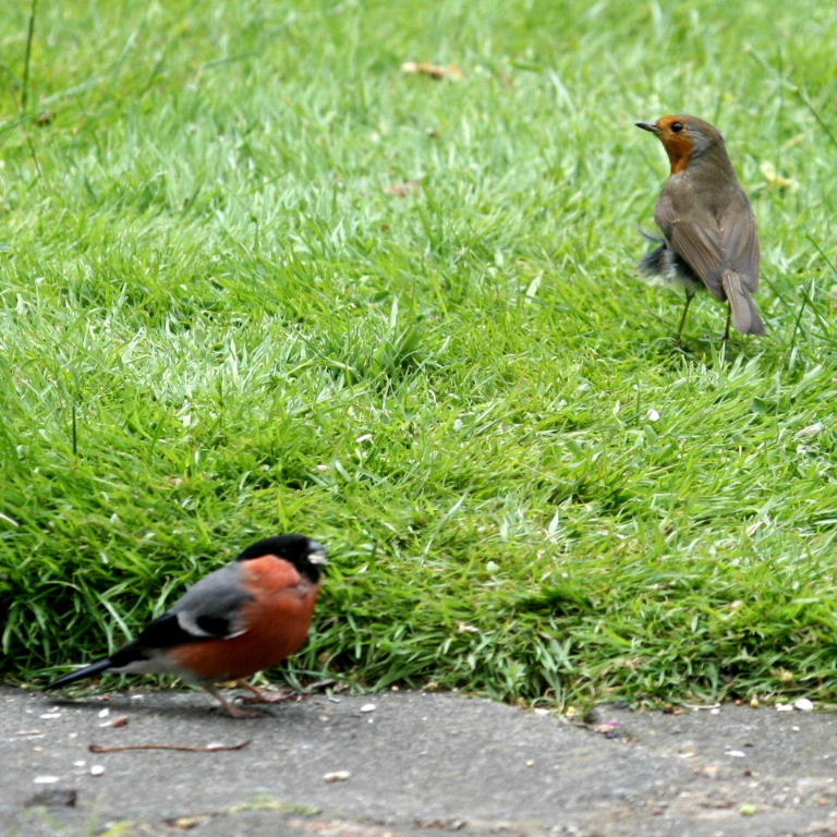 Bullfinch and Robin