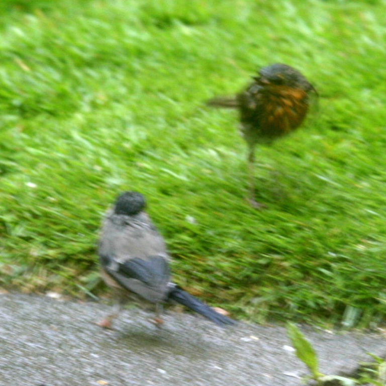 Bullfinch and Robin