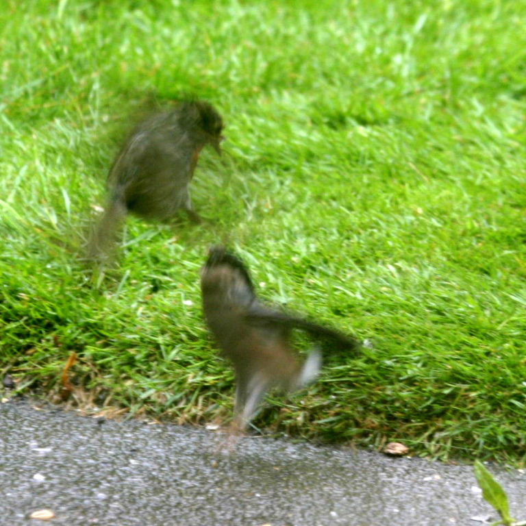 Bullfinch and Robin