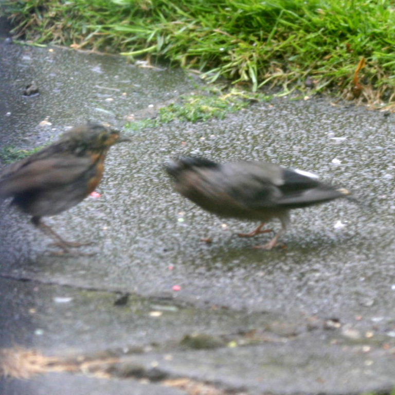 Bullfinch and Robin