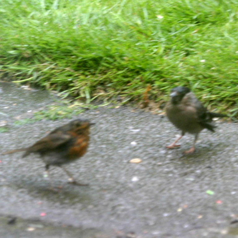 Bullfinch and Robin